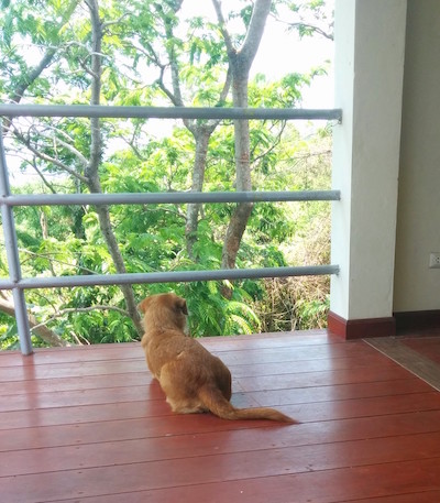 Phuket house guard